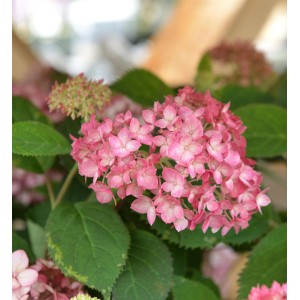 Ballhortensie Ruby Annabelle mit rosa Blüten und grünen Blättern.