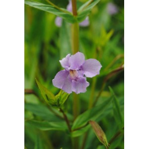 Nahaufnahme einer violetten Sumpf-Springkraut (Mimulus Ringens) Staude im 9x9 cm Topf.