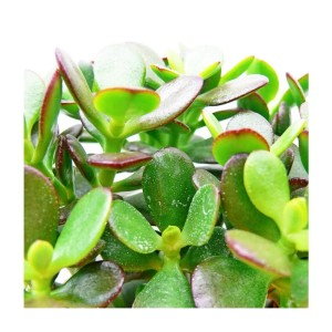 Nahaufnahme des grünen Pfennigbaums (Crassula) im Topf, eine dekorative Sukkulente.