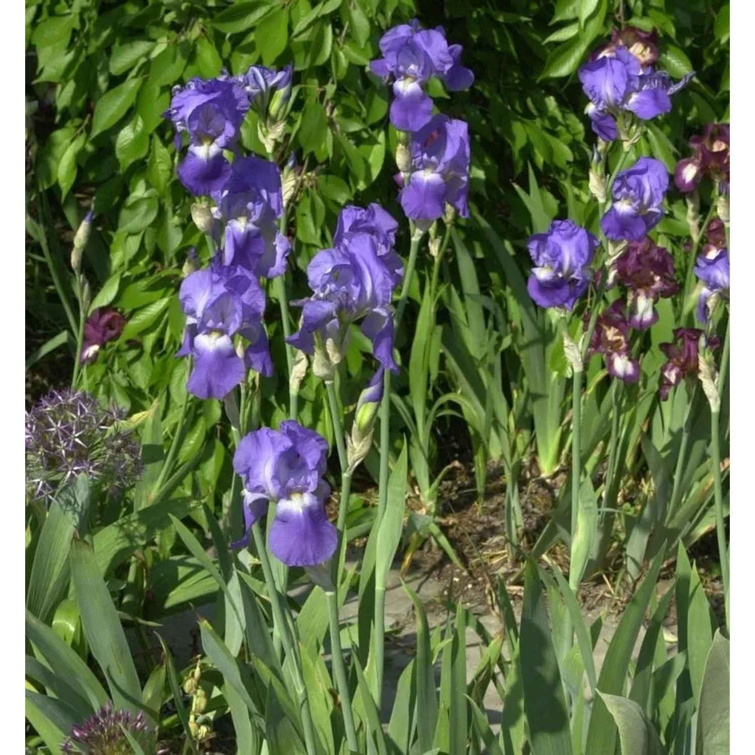 Schwertlilie Harbor Blue - Iris barbata