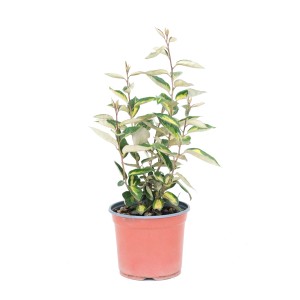 Immergrüne Ölweide 'Compacta' im Topf, ca. 45cm hoch. Dekorative Heckenpflanze für Garten und Terrasse.