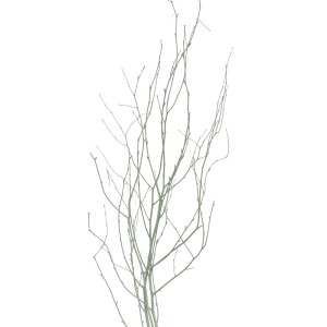 Bund pastellgrüne Birkenzweige, ca. 110 cm, für Trockenfloristik und Dekoration.