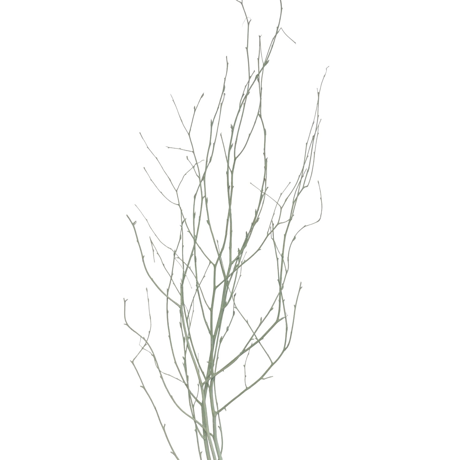 Birkenzweige Trockenfloristik Bund Betula ca. 110 cm Pastellgrn kaufen bei  OBI