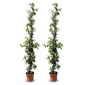 2 Toskanischer Jasmin Pflanzen im Topf, ca. 180-200cm hoch, mit weißen Blüten. Kletterpflanze für Garten und Terrasse.