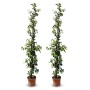 2 Toskanischer Jasmin Pflanzen im Topf, ca. 180-200cm hoch, mit weißen Blüten. Kletterpflanze für Garten und Terrasse.