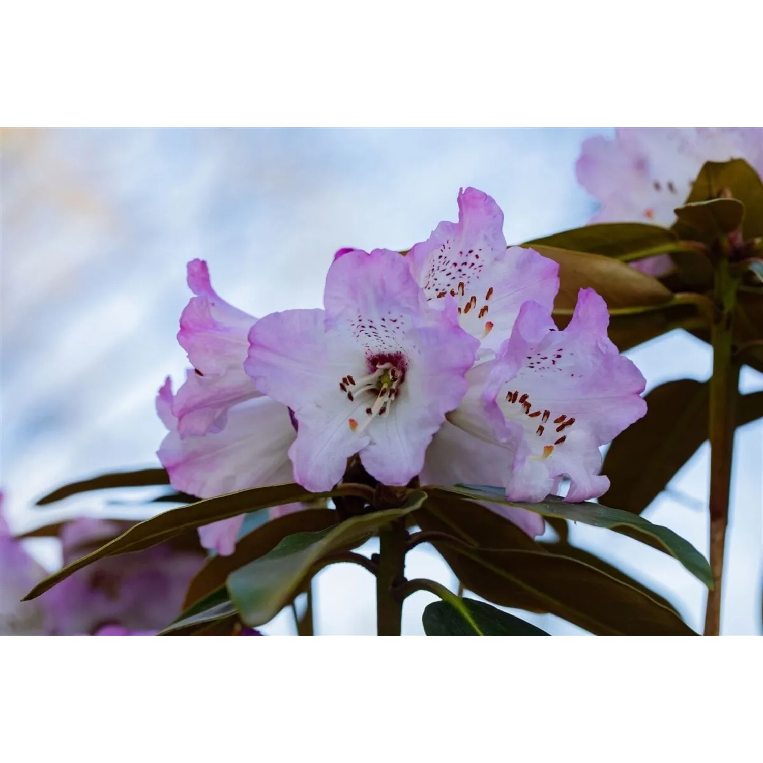 Pflanzen fr dich Rhododendronpflanze rosa 80-90 cm kaufen bei OBI