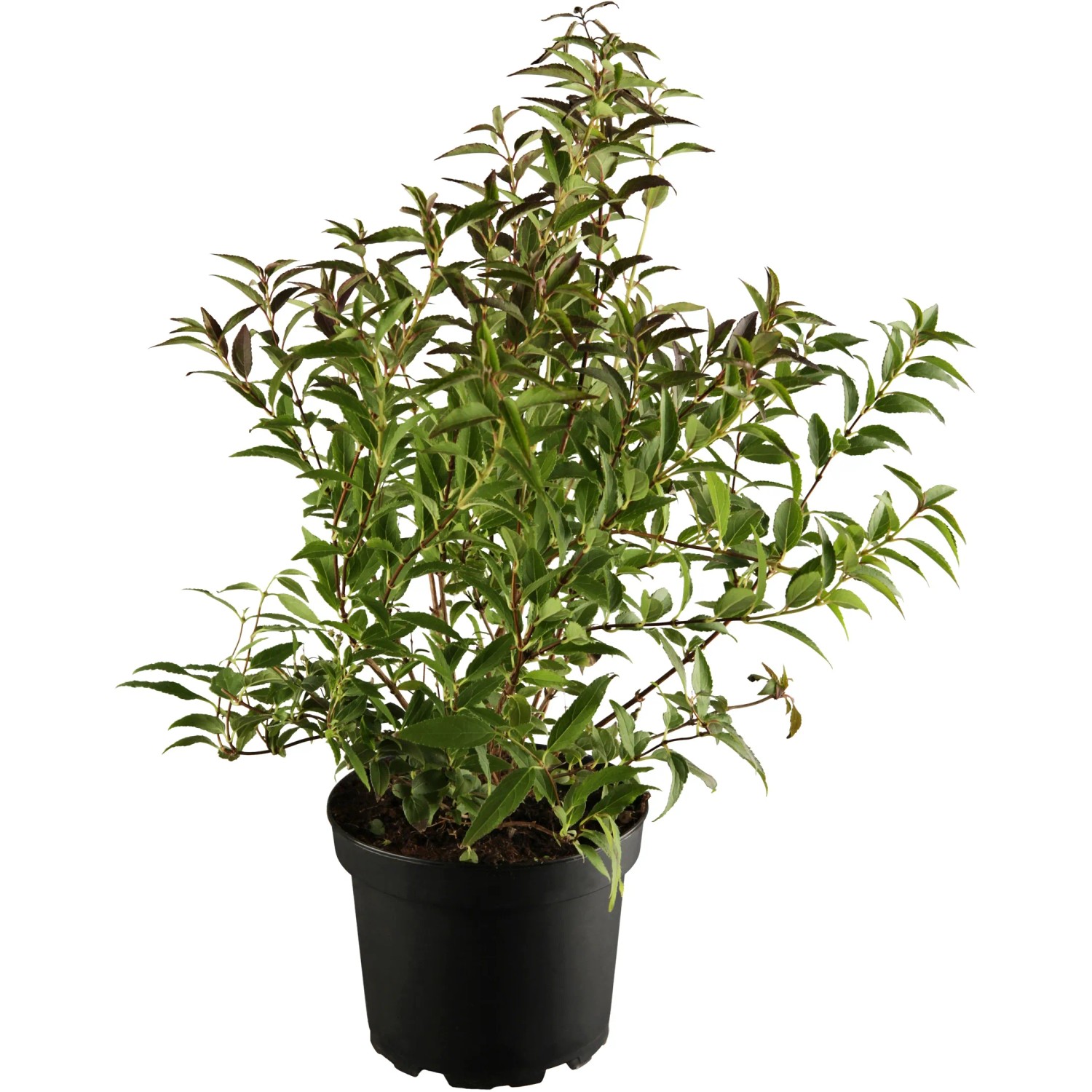 OBI Maiblumenstrauch Weiß Höhe ca. 30 - 50 cm Topf ca. 3,5 l Deutzia