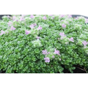 Teppich-Thymian (Thymus Praecox Minor) im 9x9 cm Topf mit lila Blüten.