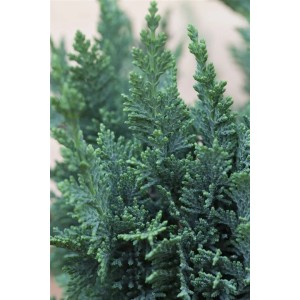 Detailaufnahme der Chamaecyparis lawsoniana 'Alumii', einer bläulich-grünen Heckenpflanze.