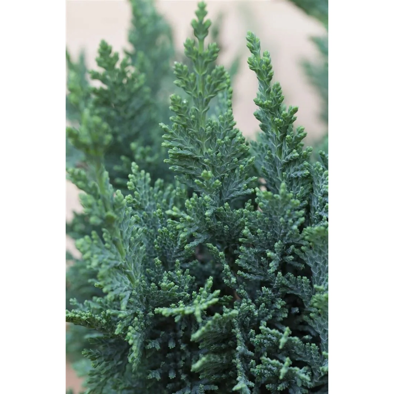 Detailaufnahme der Chamaecyparis lawsoniana 'Alumii', einer bläulich-grünen Heckenpflanze.