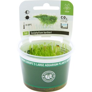 Dennerle Aquariumpflanze Taxiphyllum barbieri im Topf, grünes Moos für Aquarium.