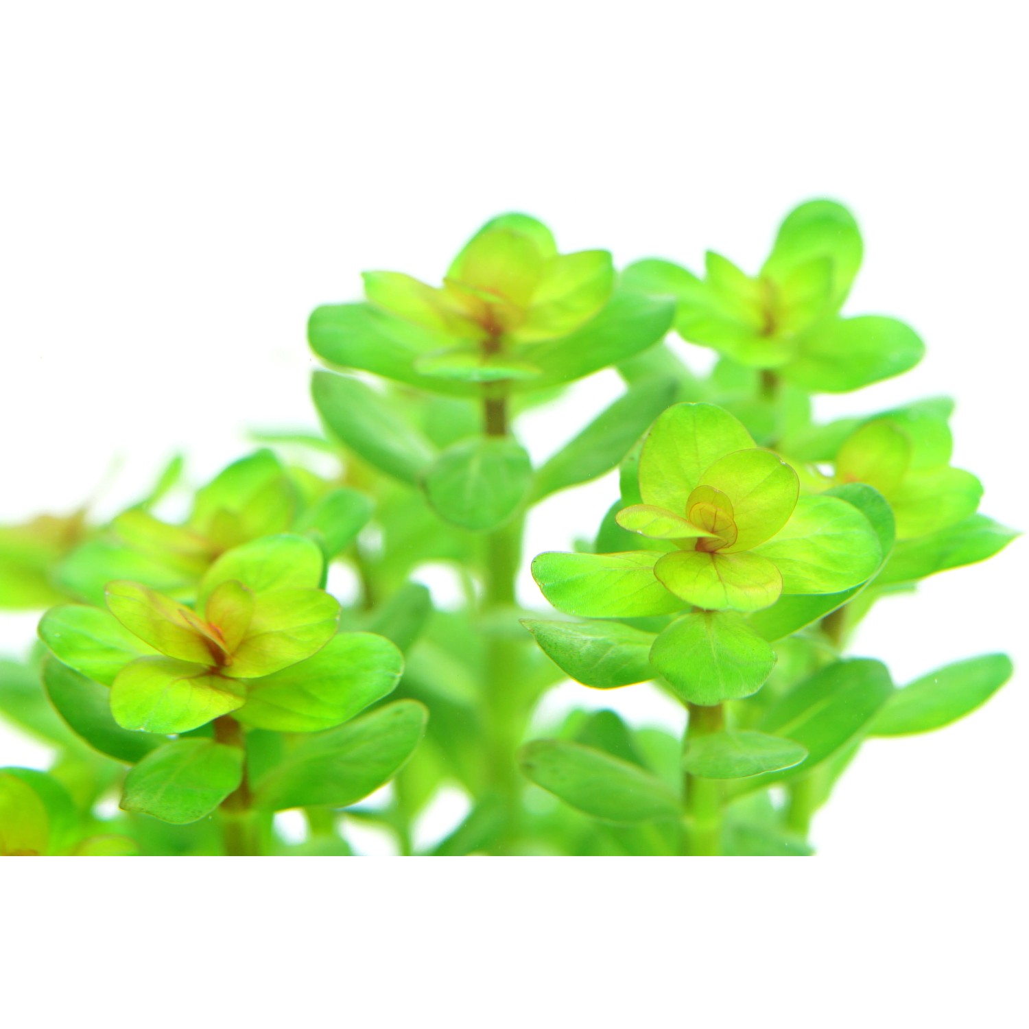 Dennerle Plants Rotala Indica, grüne Aquariumpflanze für den Mittelgrund im Aquarium.