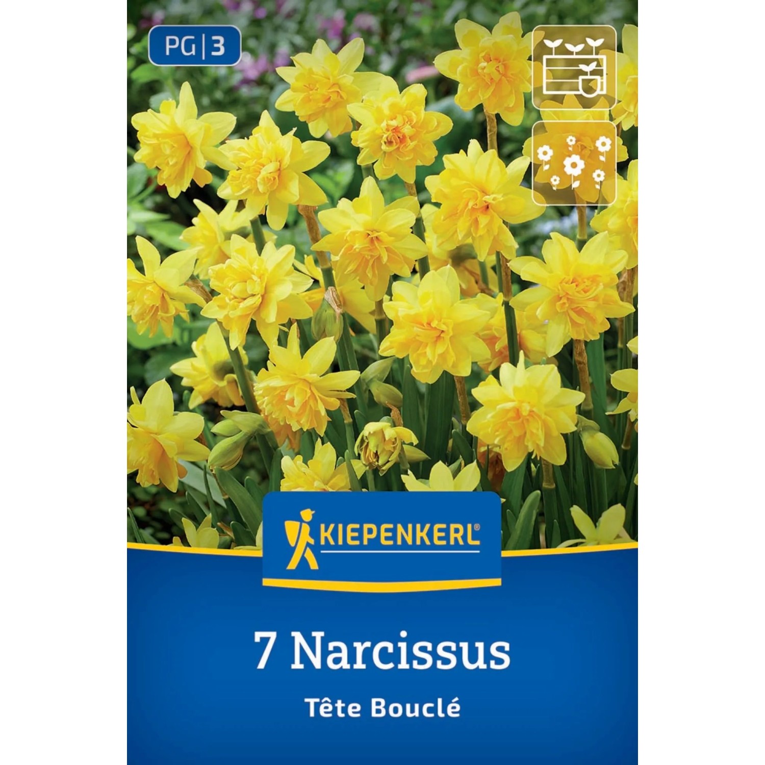 Kiepenkerl Blumenzwiebel Gefüllte Narzisse Tête Bouclé 7 Stück