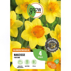 Packung gelbe Narzissen 'Fortune' (4 Stück) von GROW by OBI. Blumenzwiebeln für sonnige bis halbschattige Standorte.
