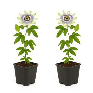 Exotenherz Kletterpflanzen Passionsblume Passiflora Caerulea 2er Set 11cm Topf