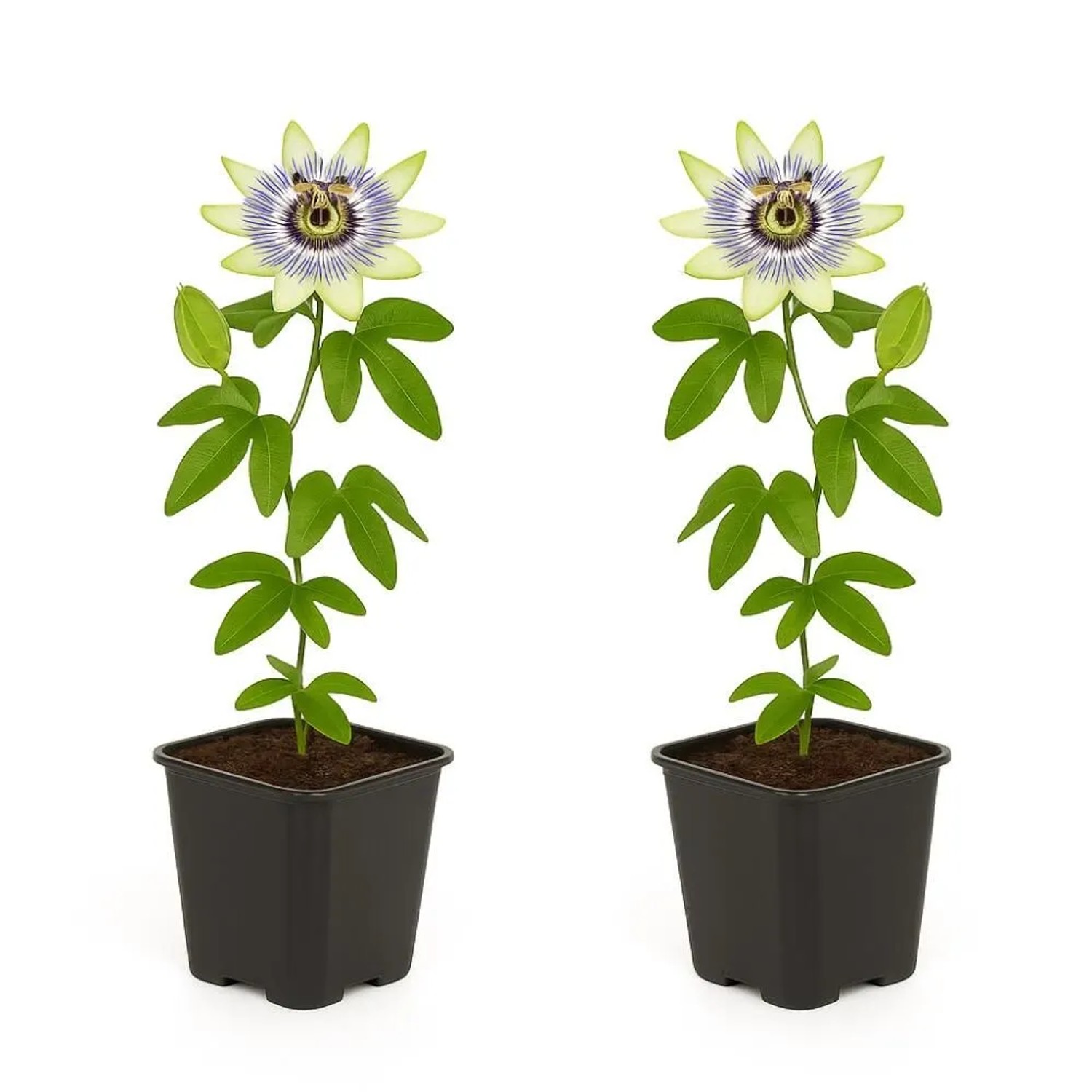 Exotenherz Kletterpflanzen Passionsblume Passiflora Caerulea 2er Set 11cm T günstig online kaufen