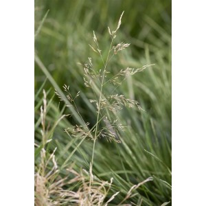 Goldgelbe Deschampsia Cespitosa Goldtau Schmiele im 9x9 cm Topf, Ziergras für den Garten.