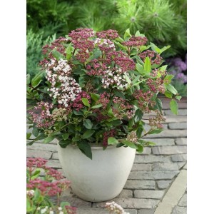 Lorbeer-Schneeball 'Gwenllian' im Topf, weiß-rosa Blüten, 30-40 cm hoch.