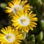 Nahaufnahme der gelben Mittagsblume Delosperma 'Golden Nugget' im 9x9 cm Topf.