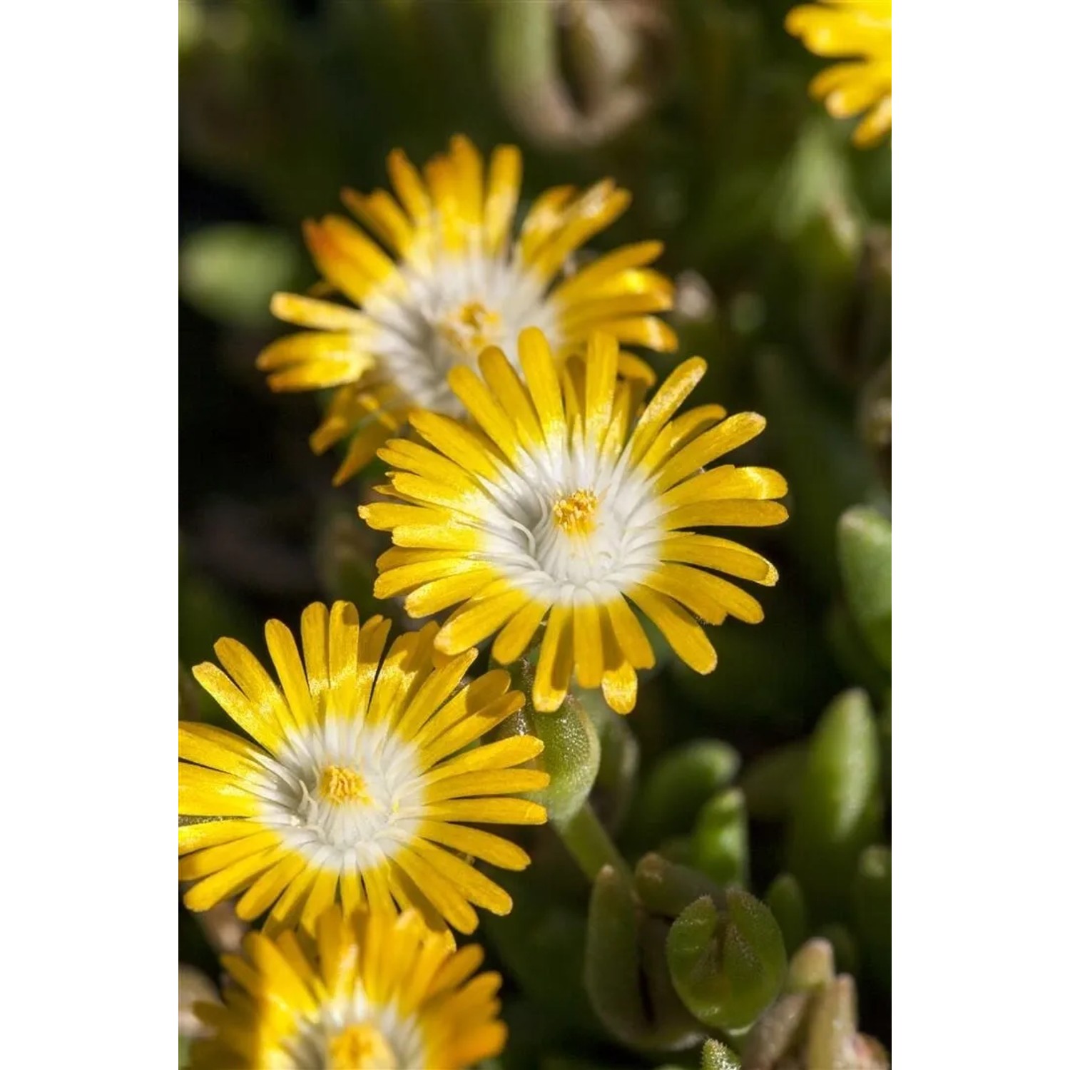 Nahaufnahme der gelben Mittagsblume Delosperma 'Golden Nugget' im 9x9 cm Topf.