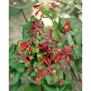 Blühendes, scharlachrotes Geißblatt (Lonicera Brownii Dropmore Scarlet) mit grünen Blättern.