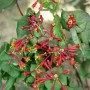 Blühendes, scharlachrotes Geißblatt (Lonicera Brownii Dropmore Scarlet) mit grünen Blättern.