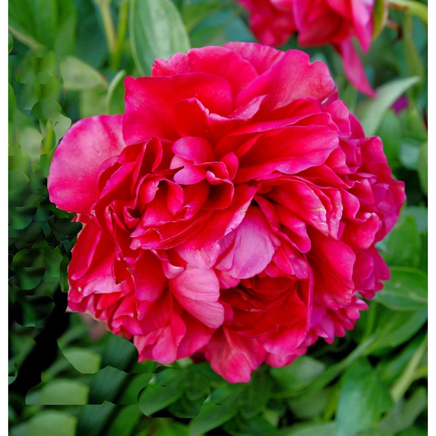 Edelpfingstrose Carol - Paeonia lactiflora günstig online kaufen