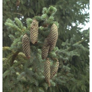 Alcocks Fichte 50-60cm - Picea bicolor