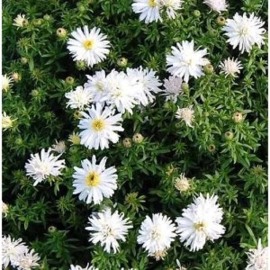 Nahaufnahme der Kissenaster Apollo (Aster dumosus) mit weißen Blüten und gelber Mitte.