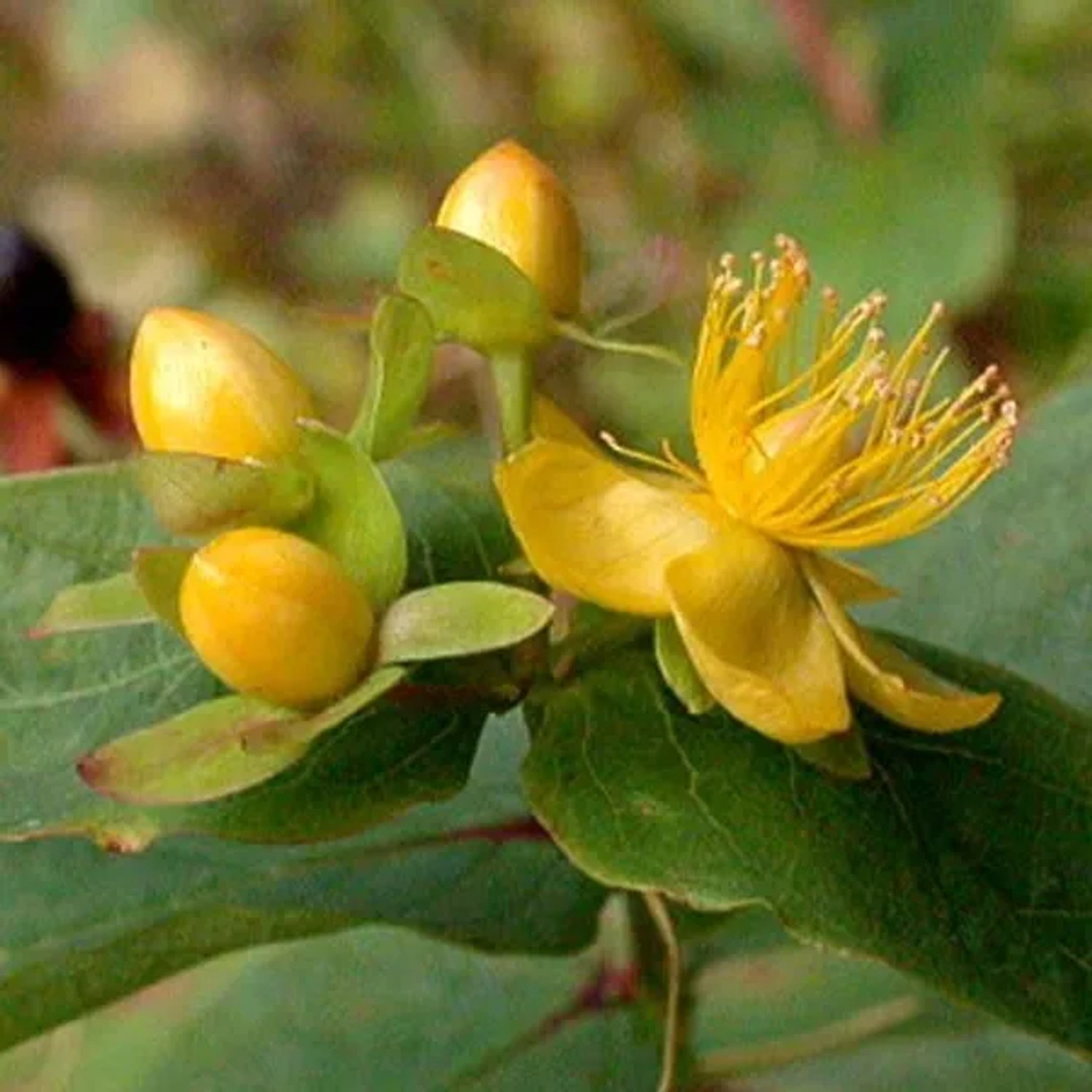 arborix Johanniskraut Hypericum Androsaemum 30 Bis 40 Cm Im Container Dekorativ