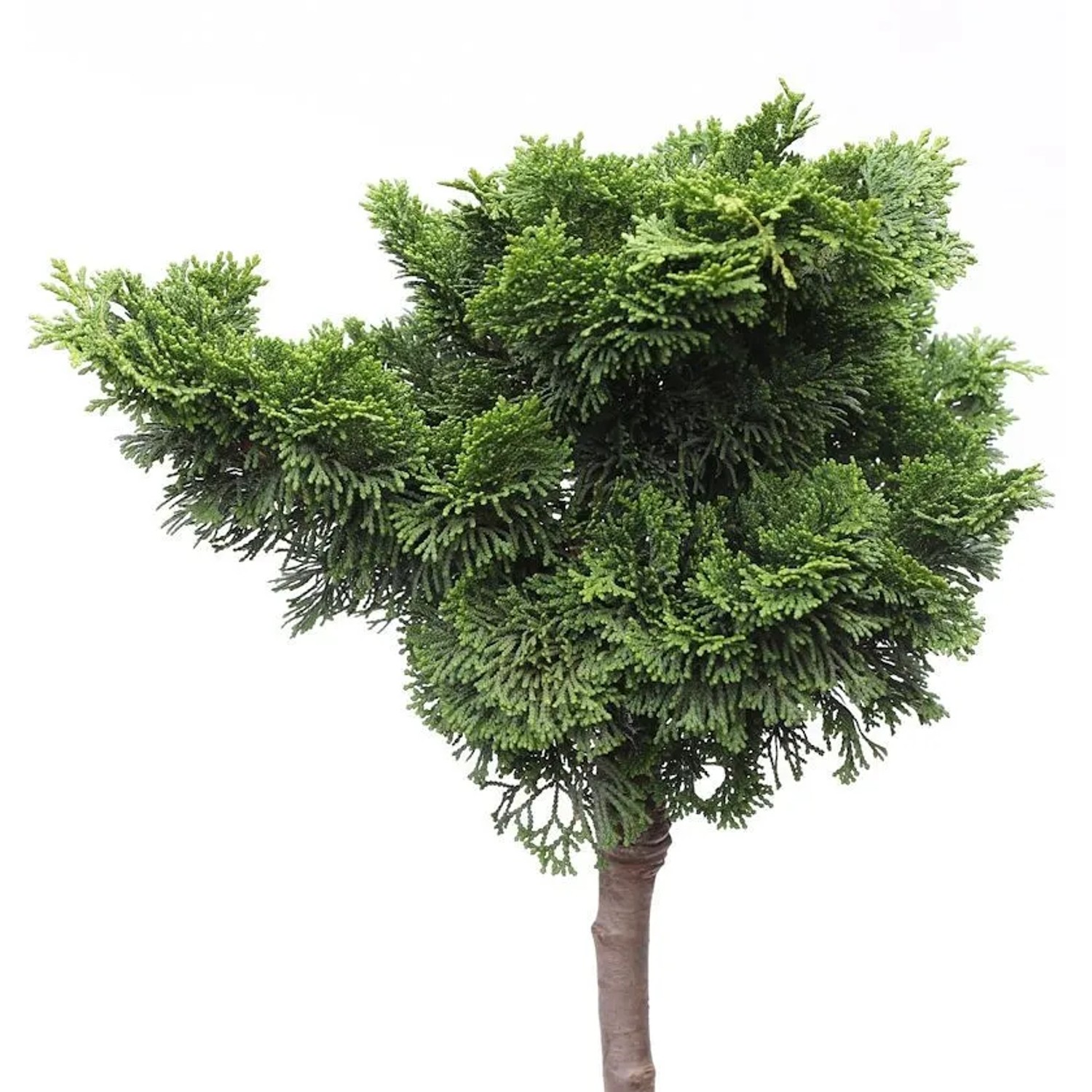 Hochstamm Muschelzypresse Nana Gracilis 40-60cm - Chamaecyparis obtusa