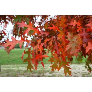Detailaufnahme der roten Herbstblätter einer Quercus Palustris Swamp Pygmy Sumpf-Eiche.