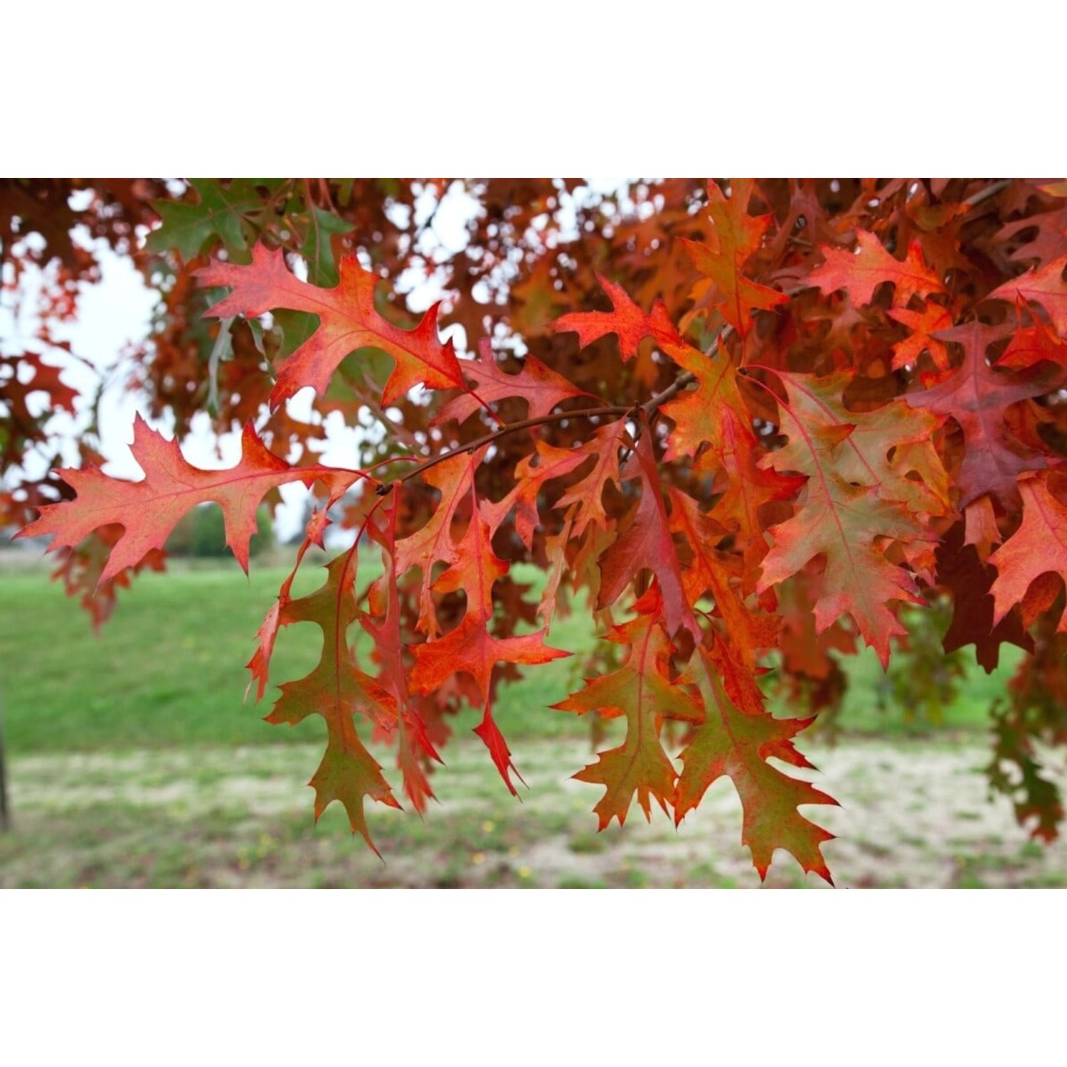 Quercus Palustris Swamp Pygmy Sumpf-Eiche Kompakt 60 cm Stammhöhe günstig online kaufen
