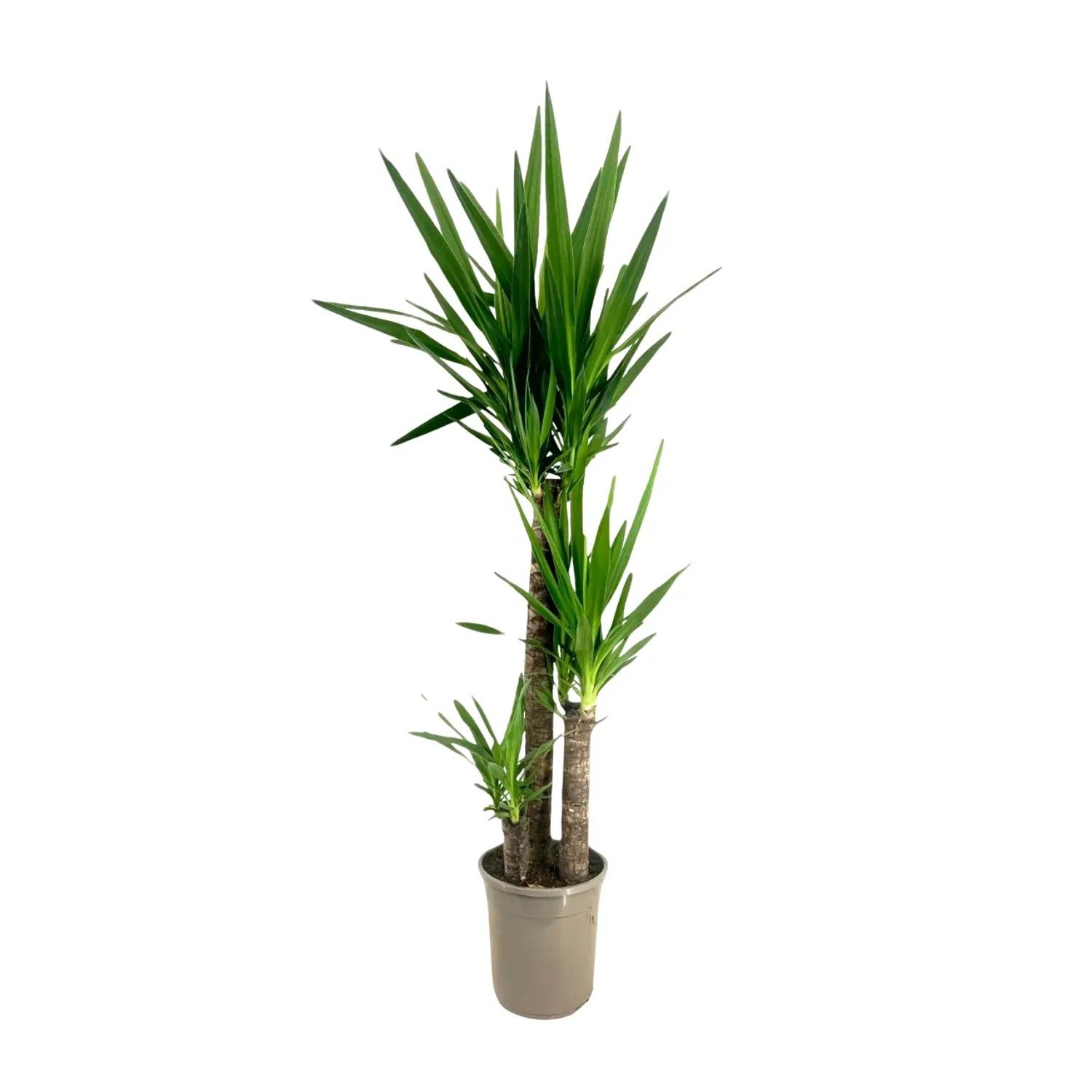 Plant In A Box Palmlilie  Yucca Elephantipes Höhe 130cm Ø24 Grün