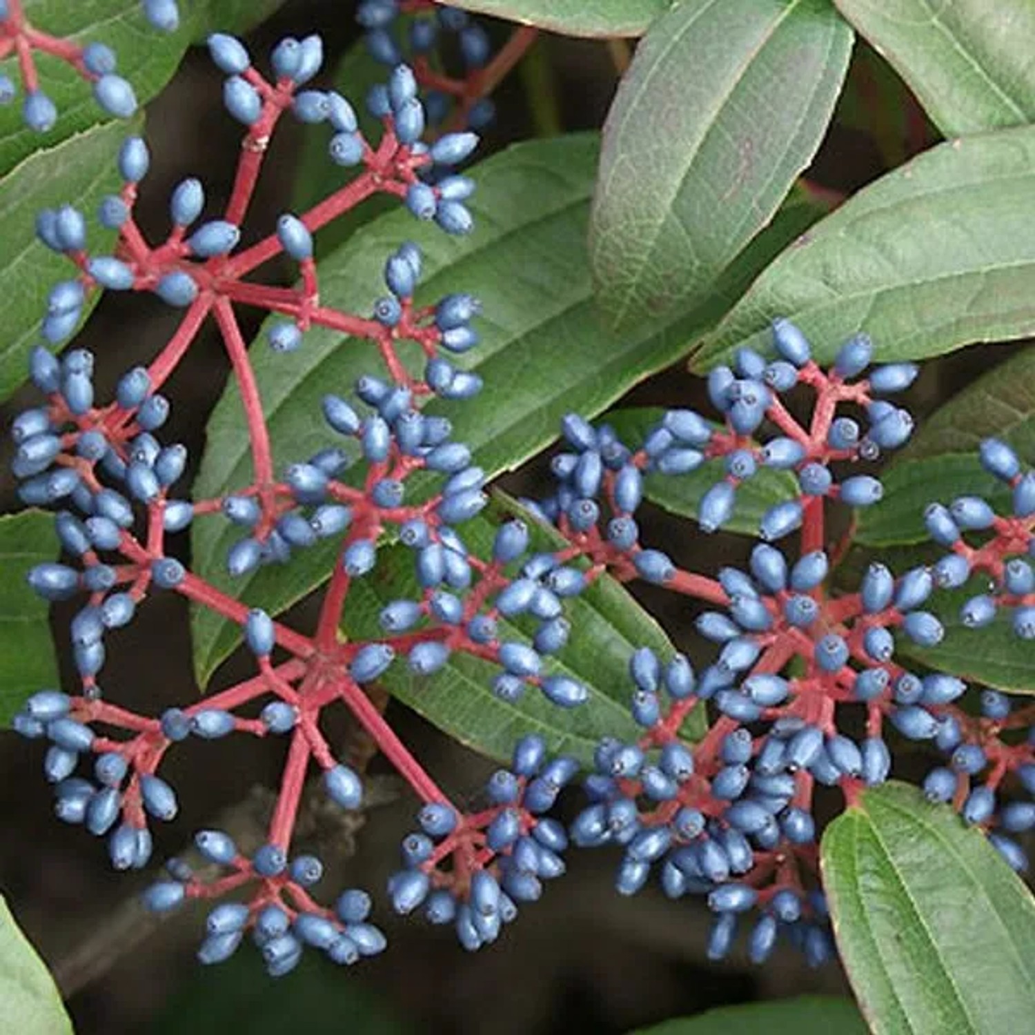 Kissenschneeball Viburnum davidii 25 bis 30 cm im Container Immergrün