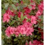 Japanische Azalee Muttertag 25-30cm - Rhododendron obtusum - Zwerg Alpenrose