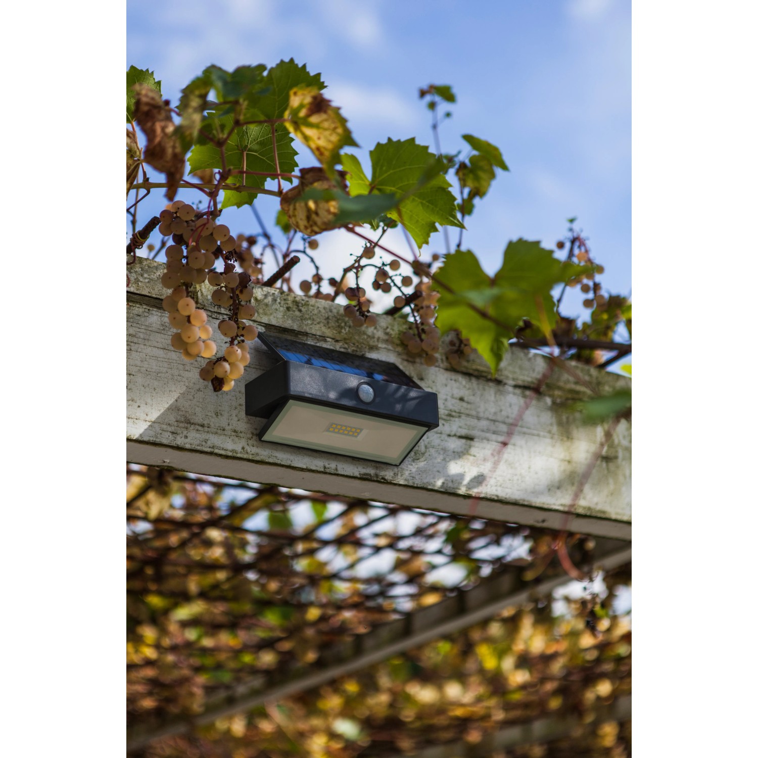 Lutec LED-Solarleuchte Arrow mit Bewegungsmelder an Pergola mit Weinreben.