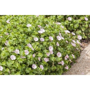 Blutstorchschnabel 'Apfelblüte' mit zartrosa Blüten und grünen Blättern im 9x9 cm Topf.