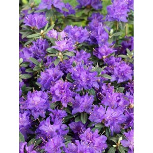 Nahaufnahme des blauvioletten Rhododendron Russatum Enziana Strauchs mit üppigen Blüten.
