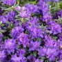 Nahaufnahme des blauvioletten Rhododendron Russatum Enziana Strauchs mit üppigen Blüten.