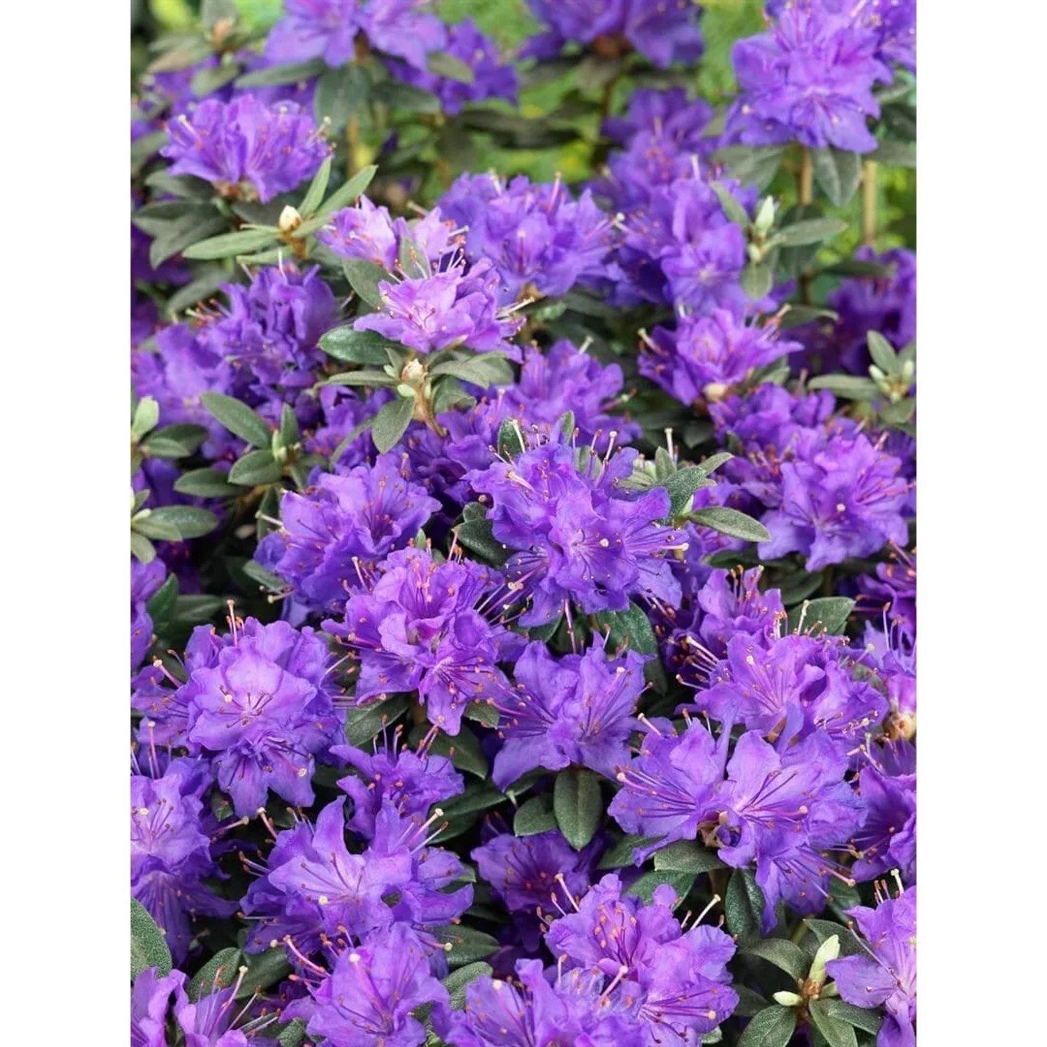 Nahaufnahme des blauvioletten Rhododendron Russatum Enziana Strauchs mit üppigen Blüten.