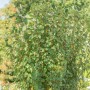 Säulenförmige Felsenbirne 'Obelisk' (125-150 cm) im Garten.