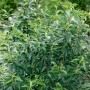 Portugiesischer Kirschlorbeer 'Angustifolia' als Heckenpflanze mit 80 cm Stammhöhe.