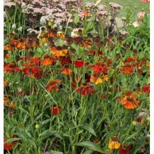 Sonnenbraut 'Mardi Gras' (Helenium cultorum) mit rot-gelben Blüten im Gartenbeet.