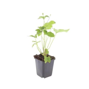 Herbstanemone 'Honorine Jobert' im 9cm Topf, Zierstaude für den Garten. Set mit 6 Pflanzen.