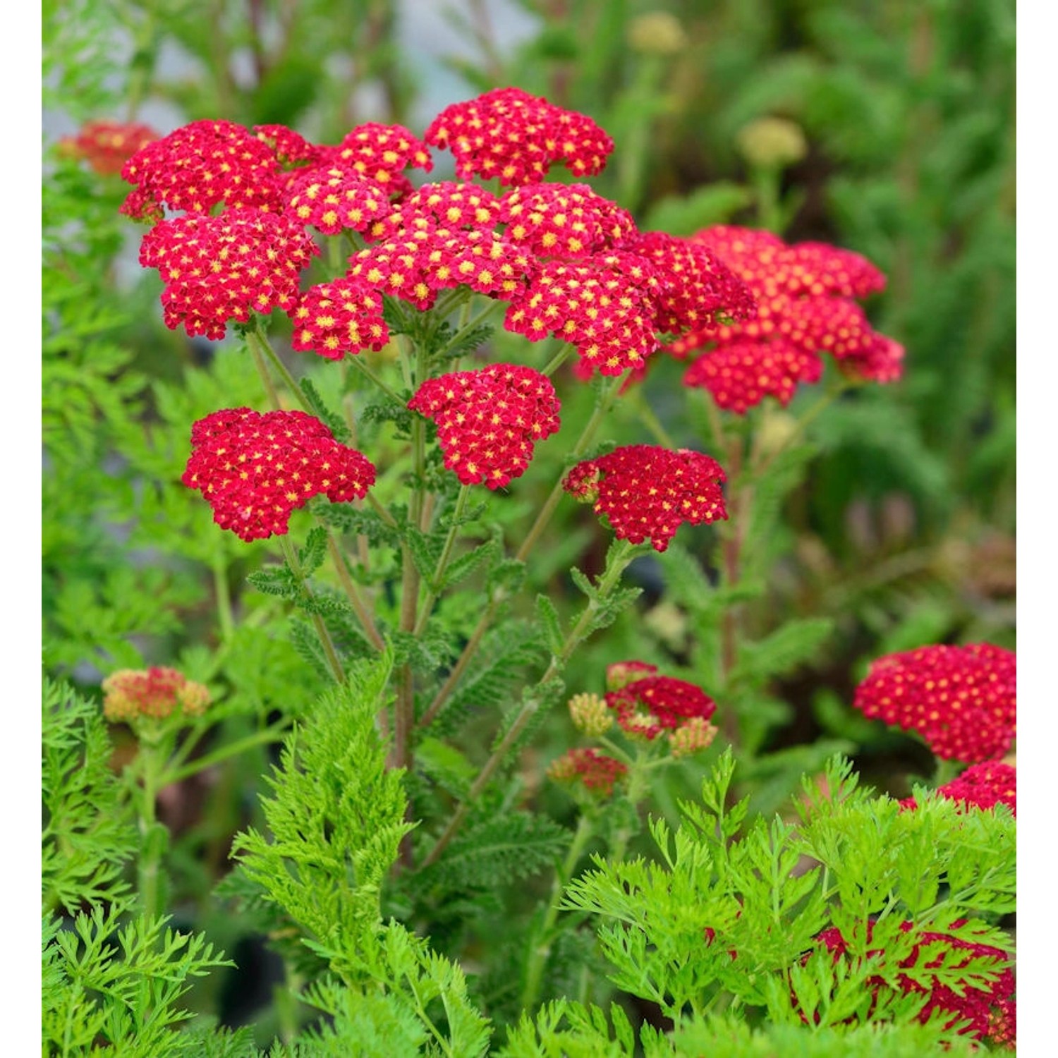 Schafgarbe Pomegranate - Achillea millefolium günstig online kaufen