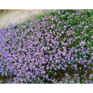 Blühende Houstonia Caerulea (Himmelsblümchen) im 9x9 cm Topf. Bodendecker Staude mit zarten, hellblauen Blüten.