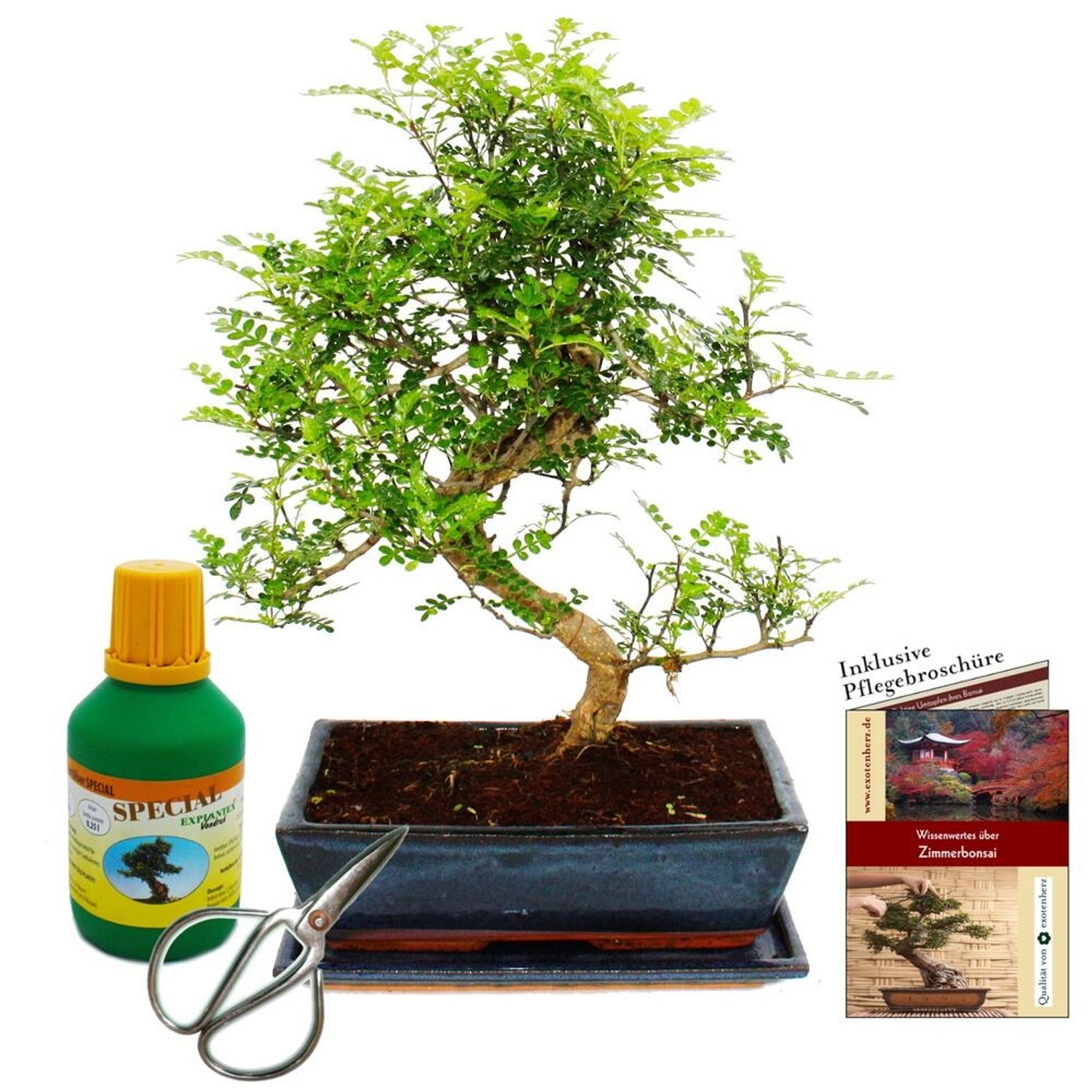 Exotenherz Bonsai Zanthoxylum Piperitum ca. 12-15 Jahre 30cm Schale Geschenkset mit Dünger & Schere