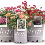 GROW by OBI Drift Rosen, verschiedene Farben im 2,8 l Topf.