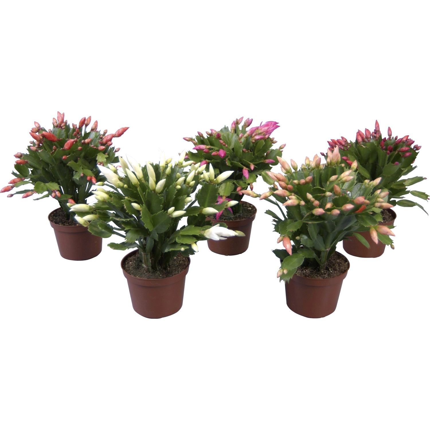 15 Stück Dendrobium Nobile Orchideen Samen - Winterhart, Mehrjährig